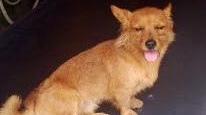 sos animali