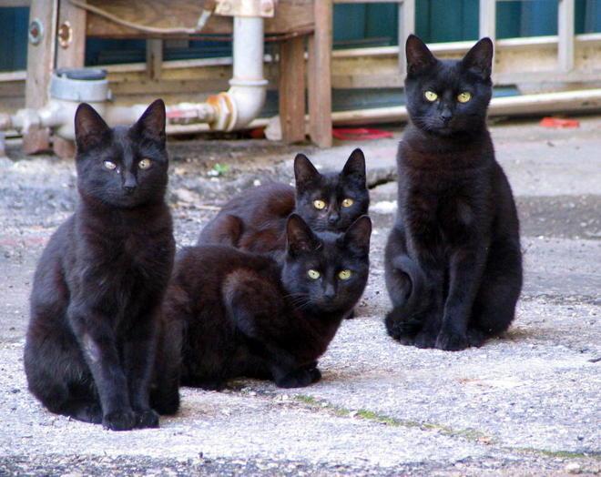 Halloween, le Gav proteggono i gatti neri dai maltrattamenti 