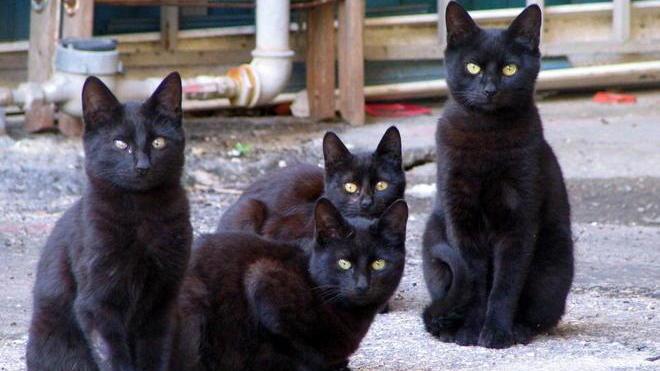Halloween, le Gav proteggono i gatti neri dai maltrattamenti
