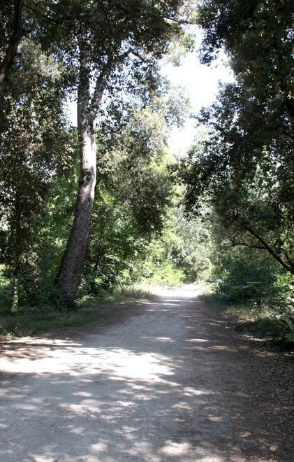 Lavori sul territorio a Strettoia e alla Versiliana 