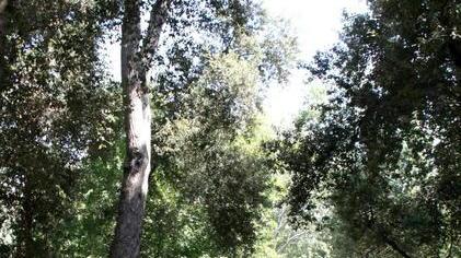 Lavori sul territorio a Strettoia e alla Versiliana
