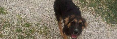 Cane di cinque mesi cerca casa