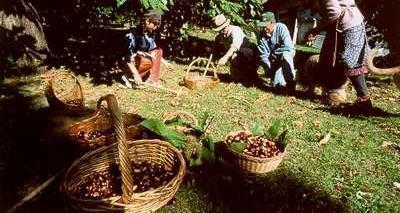 Débacle: in tavola le castagne turche 