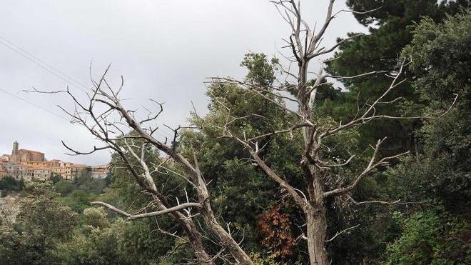 Scatta la guerra biologica contro il killer dei castagni