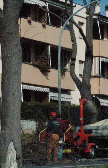 «Sul viale Italia alberi malati e pericolosi» 