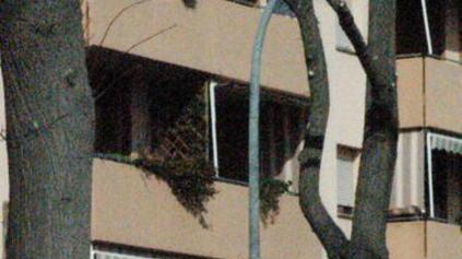 «Sul viale Italia alberi malati e pericolosi»