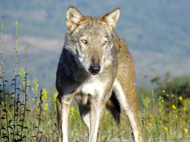 Due lupi tra i cassonetti in pieno centro del paese 