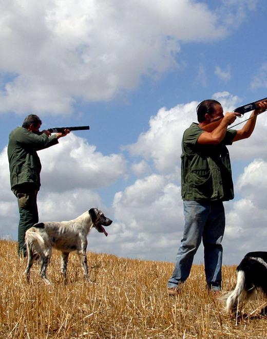 Furti di cani e volatili è guerra aperta nel mondo della caccia 