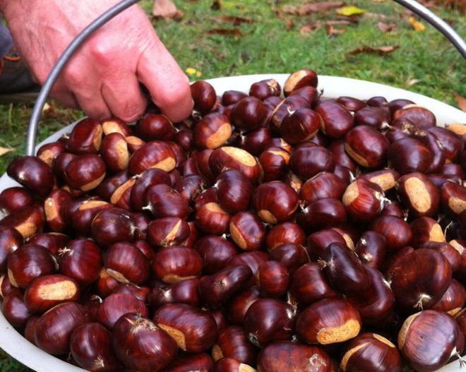 Castagne lunigianesi, raccolta in ripresa ma sempre “magra” 