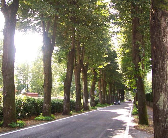 Mobilitati in difesa degli alberi 