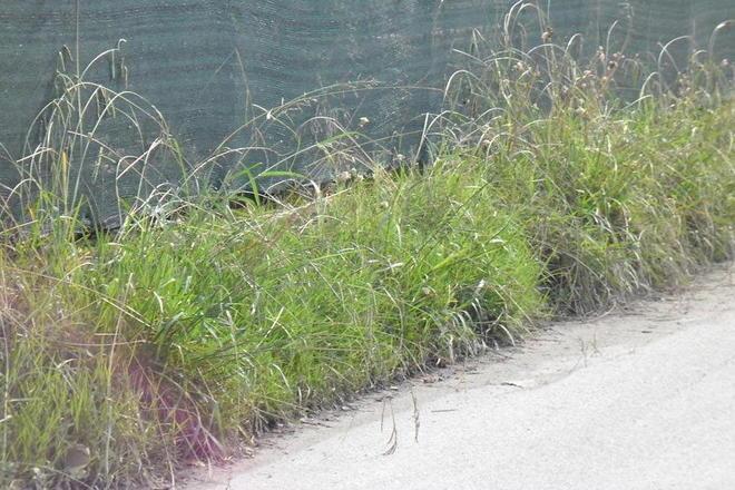 Degrado e pericoli lungo le strade di Querceta
