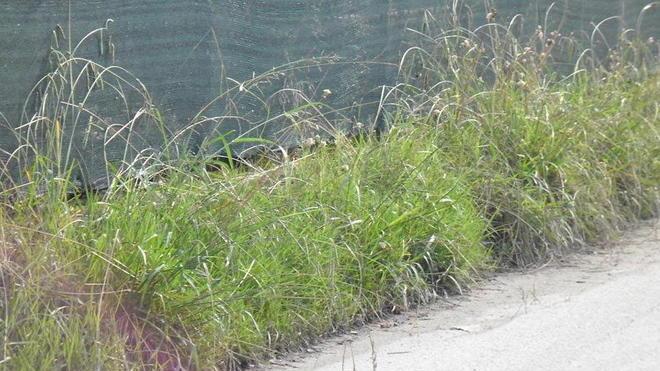 Degrado e pericoli lungo le strade di Querceta