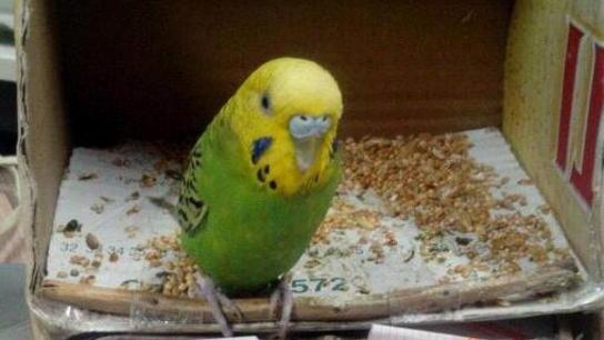 DeNUNCIATO PER MALTRATTAMENTO DI ANIMALI