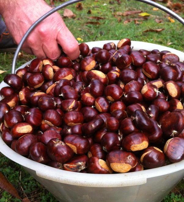 Castagne, Coldiretti: più controlli sulla provenienza 