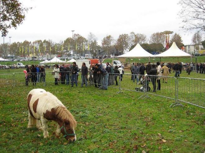 Al via fiera del bestiame e mercato agricolo