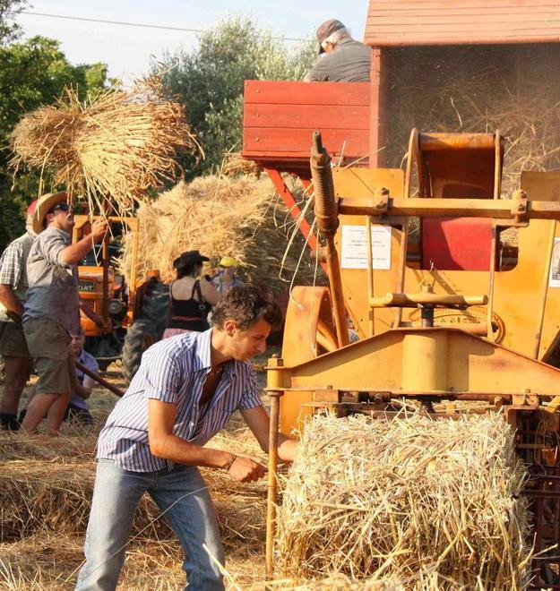Il grano antico rischia la scomparsa per colpa dell’Europa 