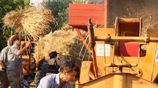 Il grano antico rischia la scomparsa per colpa dell’Europa