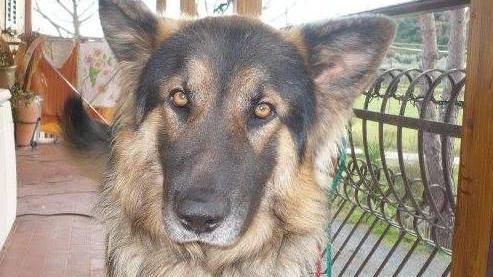 Caccia: spara e uccide un cane scambiandolo per un cinghiale, identificato