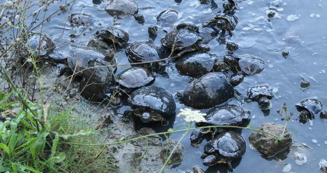 Ecco il progetto per un altro Carapax 