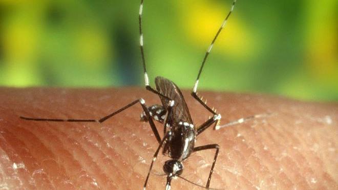 Caldo e acqua stagnante Le zanzare sopravvivono