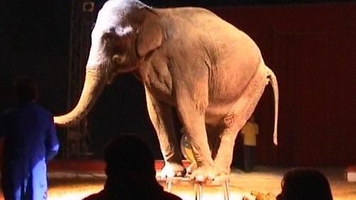 Gli animalisti contestano il circo 