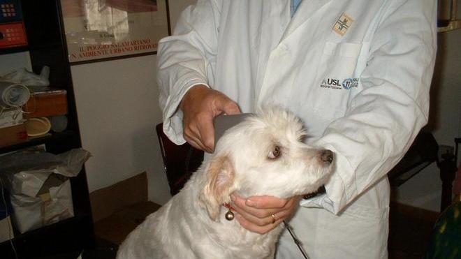 Scatta il pronto soccorso veterinario anche nel fine settimana