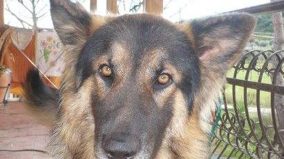 Spara e uccide un cane «È un uomo distrutto»