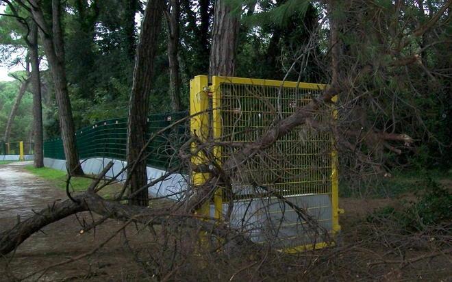 Allo stadio cade un altro pino 