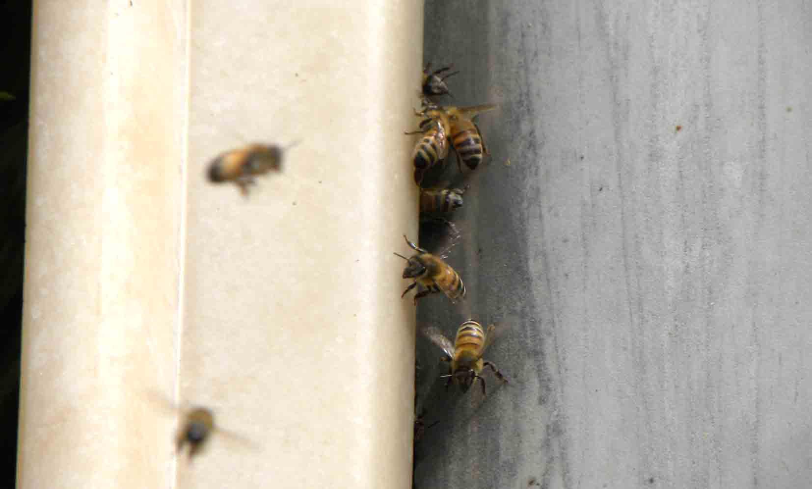 Cacciatore assalito dalle vespe va all’ospedale con 40 punture