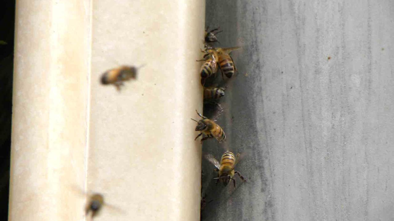 Cacciatore assalito dalle vespe va all’ospedale con 40 punture