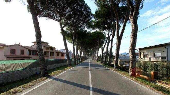 Arrivano i platani in via Matteotti