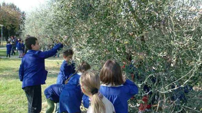 Alla scuola elementare i bambini fanno anche l’olio