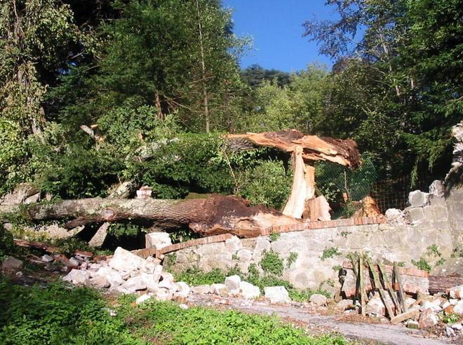 Il forte vento ha fatto cadere la quercia vecchia di 500 anni