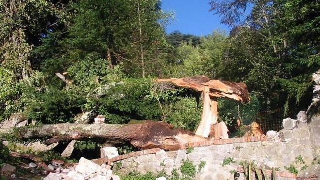 Il forte vento ha fatto cadere la quercia vecchia di 500 anni