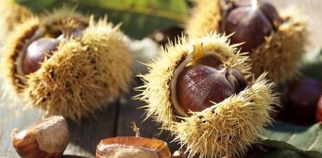 Le castagne decimate dal terribile cinipide 