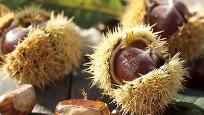 Le castagne decimate dal terribile cinipide