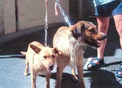 Vittime di abbandono e burocrazia La triste storia dei cani “invisibili” 