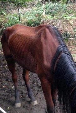Cavallo denutrito e tra i rifiuti: denunciato il proprietario