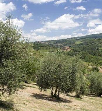 Festa d’autunno, il trionfo dell’olio 