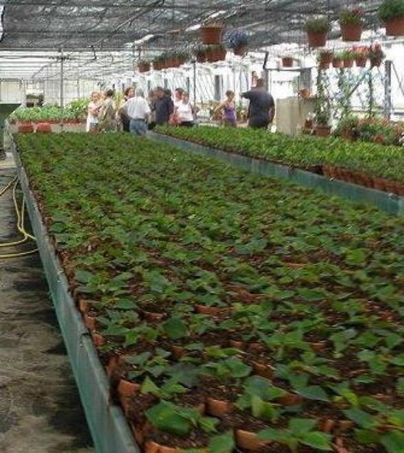 Come risparmiare sul gasolio in serra