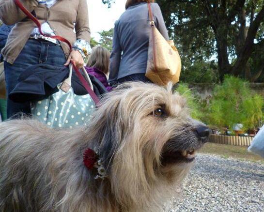Cani al guinzaglio occhio alla multa 