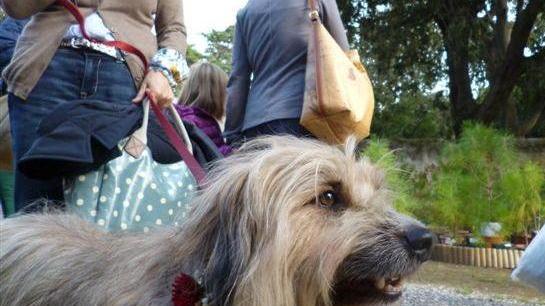 Cani al guinzaglio occhio alla multa