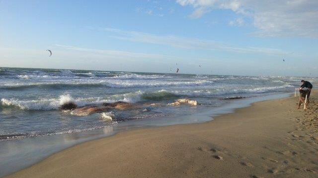 Carcassa di balena spiaggiata a Tirrenia