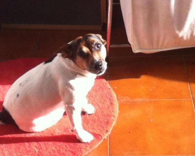 Cagnolina avvelenata nel parco di via Puini 