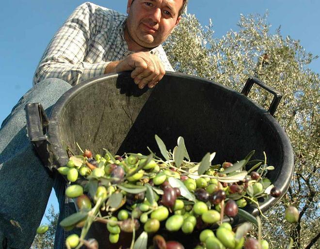 Mosca e clima sciupano l’annata dell’olio 