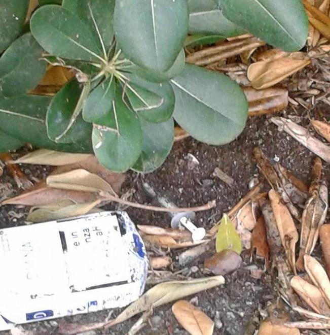 Siringhe tra i cespugli dove si ferma lo scuolabus 