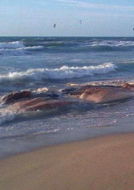 A Tirrenia la carcassa di una balena morta da tempo 