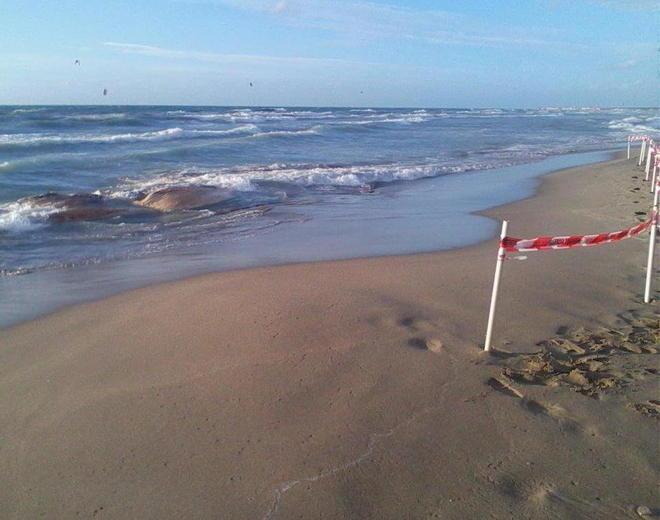Carcassa di balena arenata a Tirrenia