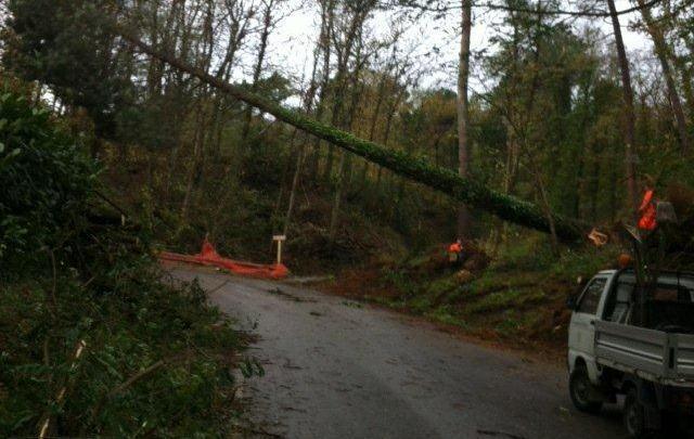Prato, alberi abbattuti dalla raffiche di vento, disagi in Valbisenzio 