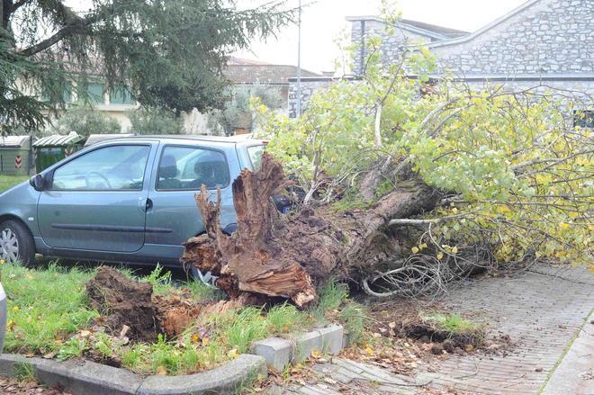 Albero si abbatte sulle auto in sosta 